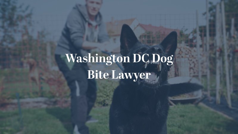 Washington DC Dog Bite Lawyer